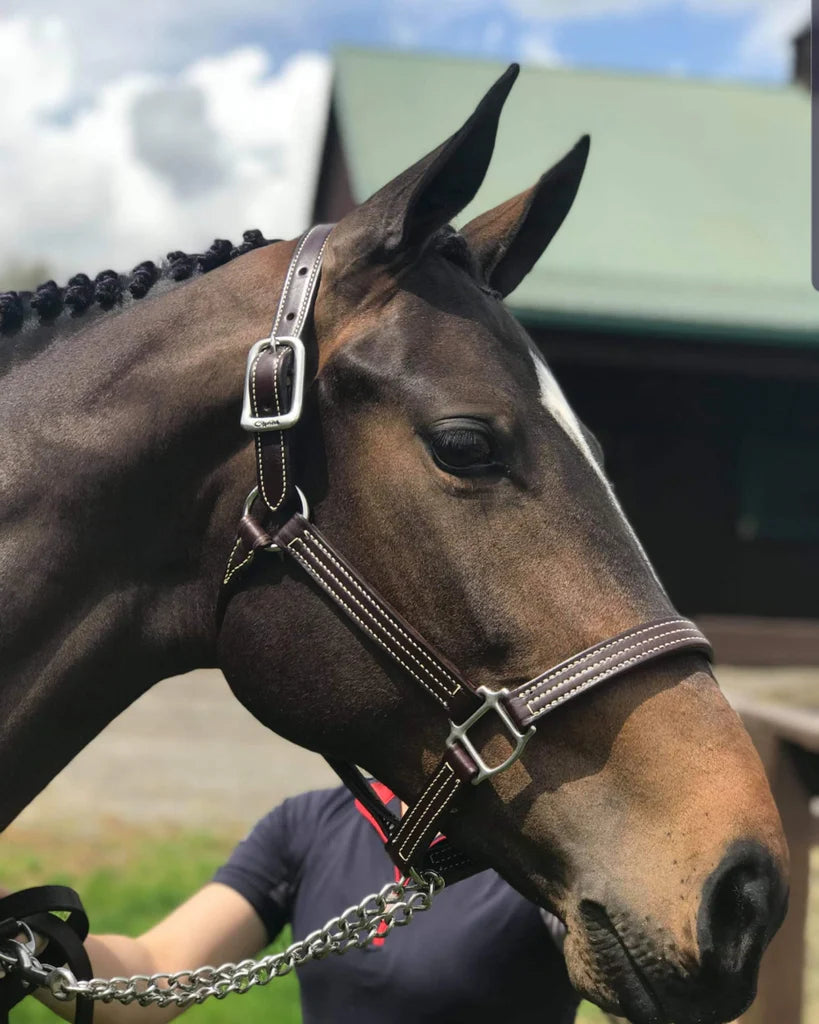 WALSH BRITISH HALTER W/O THROAT SNAP