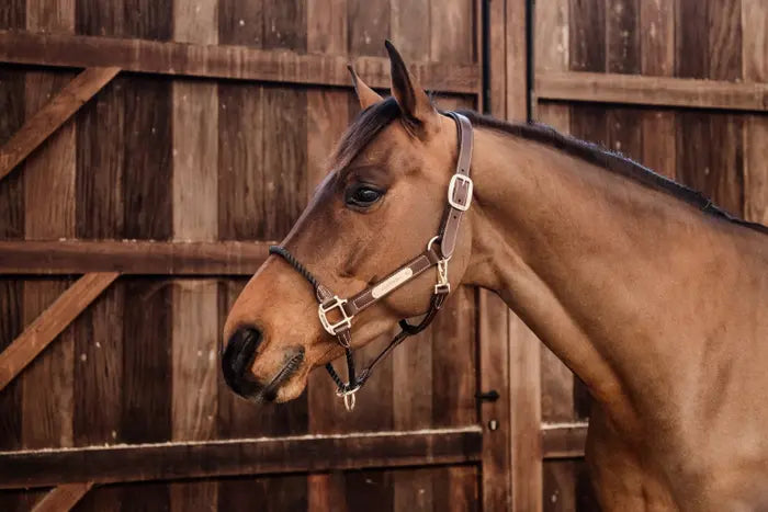 KENTUCKY LEATHER ROPE HALTER