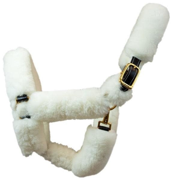 WALSH SHIPPING HALTER