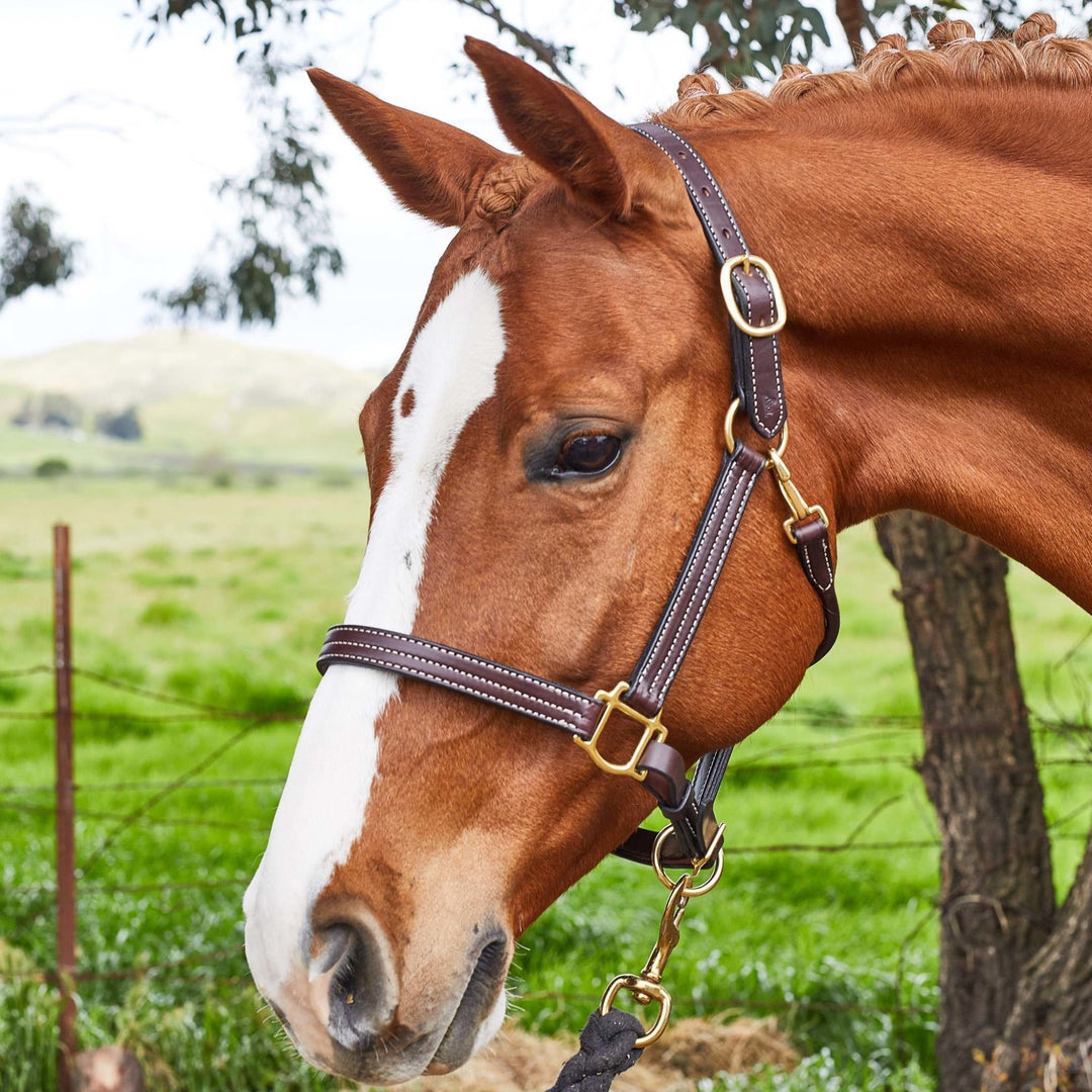 PRO KENTUCKY HALTER