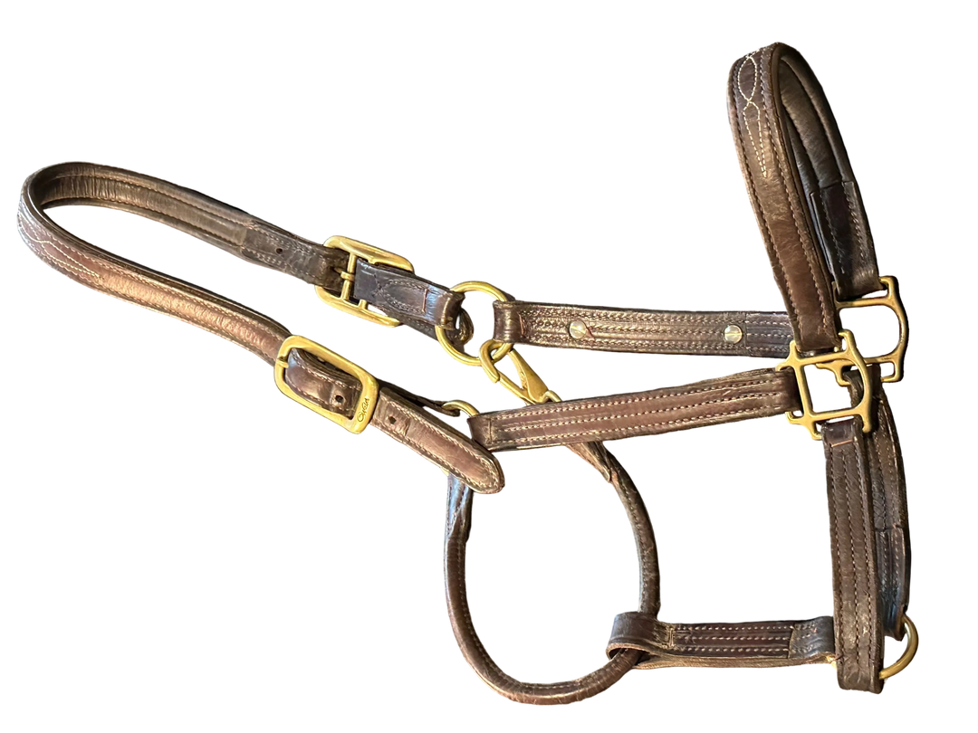 PRE-LOVED WALSH SIGNATURE PADDED HALTER