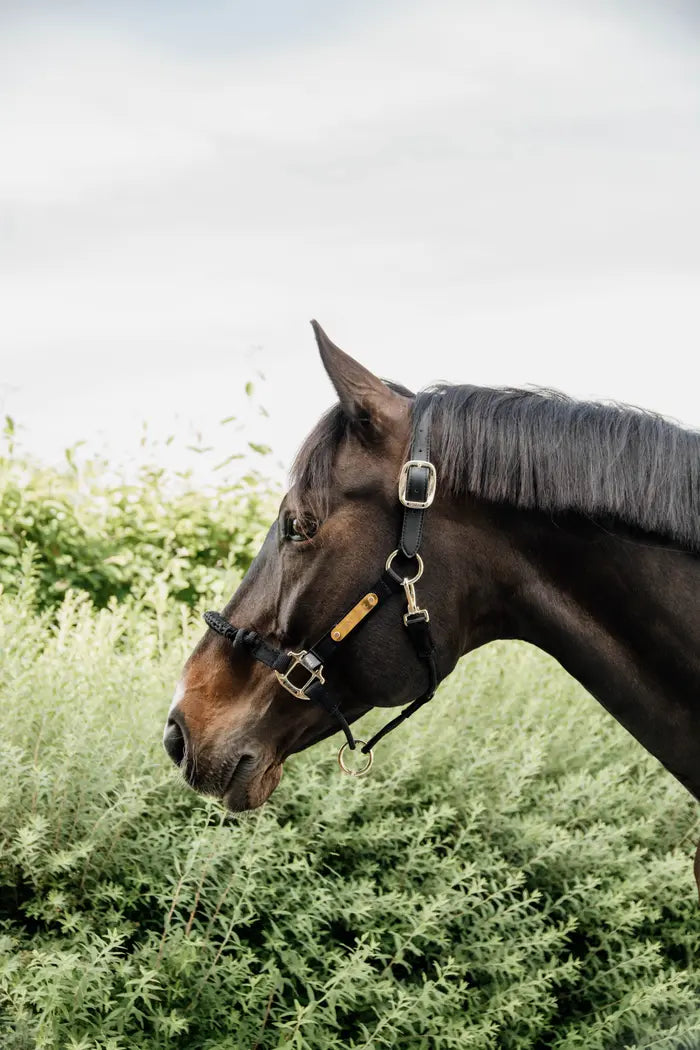 KENTUCKY CONTROL HALTER NYLON