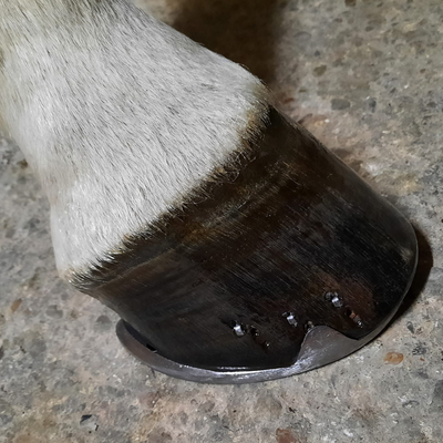 KEVIN BACON'S HOOF DRESSING BLACK