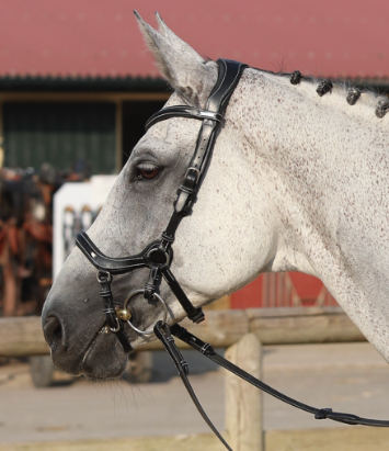 JUMP'IN ONE COLLECTION NEW YORK BRIDLE