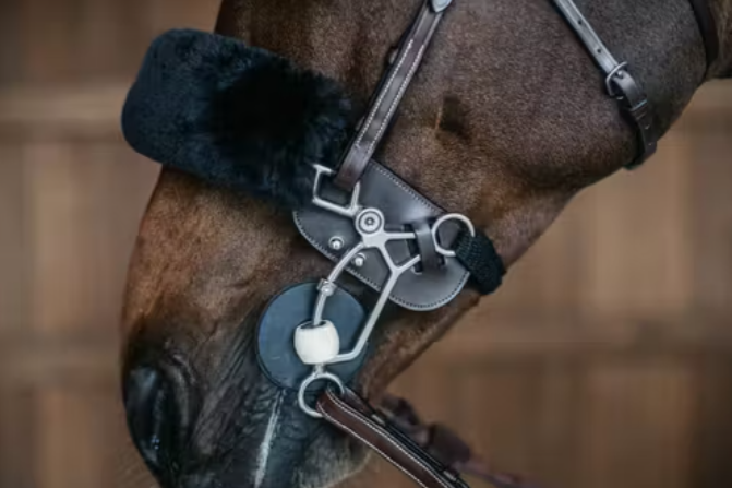 KENTUCKY HACKAMORE PROTECTION