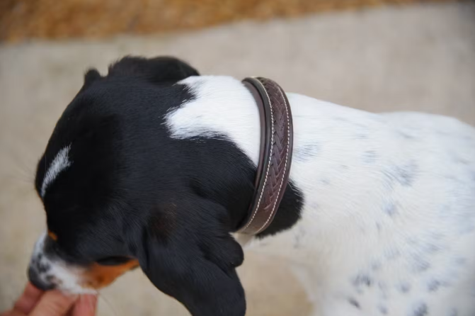 DY'ON PLAITED DOG COLLAR