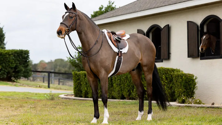 LeMieux Merino+ Hunter Pro Saddle Pad