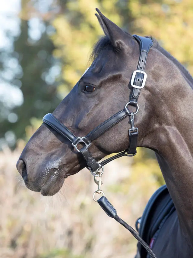 LeMieux Anatomic Halter