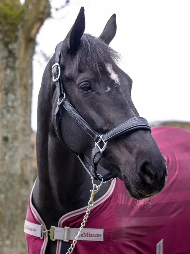 LeMieux Stitched Leather Halter Black