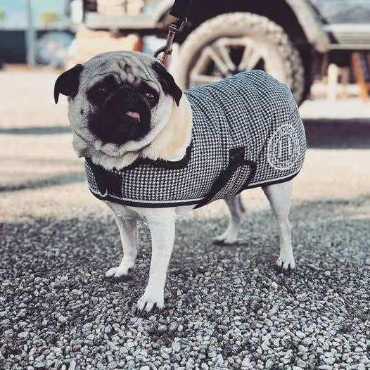 HARCOUR CODE DOG JACKET