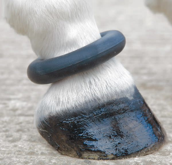 FETLOCK RING